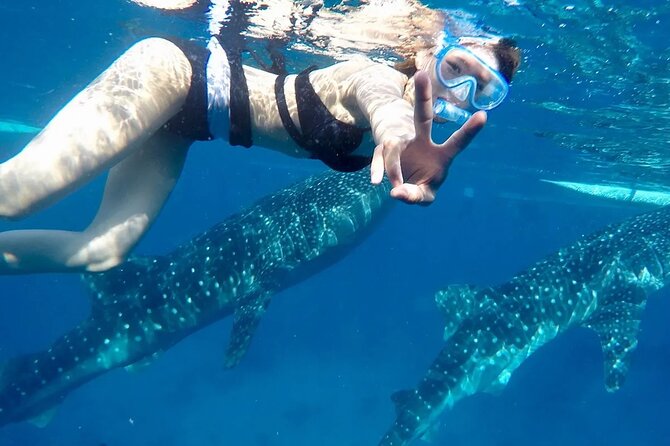 Whale Watching in Sumilon Island with Ocean View Resort and Lunch - Getting ready for the whale shark encounter
