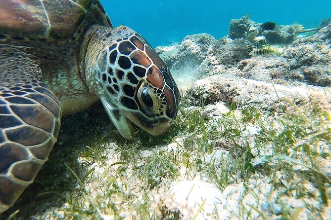 Whaleshark & Sumilon Is and Moalboal Sardines & Turtle Tour - Is $149 per person a fair price?