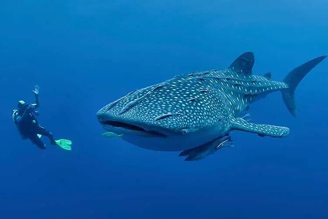 Whaleshark & Sumilon Is and Moalboal Sardines & Turtle Tour - Who should book this experience?