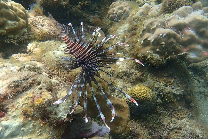 Wonderful Snorkeling Trip from Manila! updated 2023*** - Timing, pickup, and cancellation details